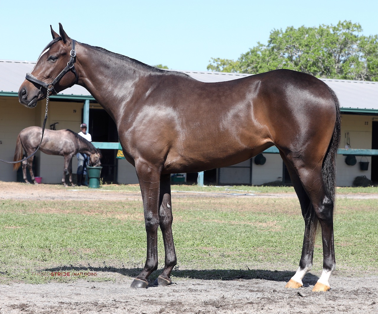 2022 Spring Sale Of Two-Year-Olds In Training