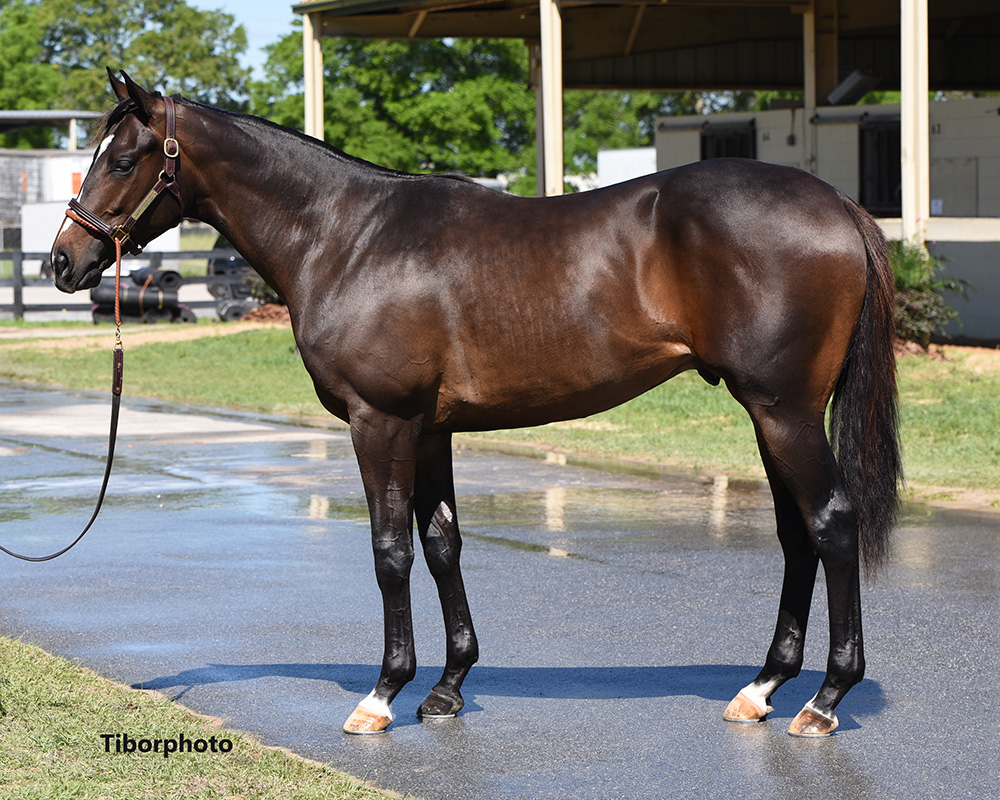 2022 Spring Sale Of Two-Year-Olds In Training