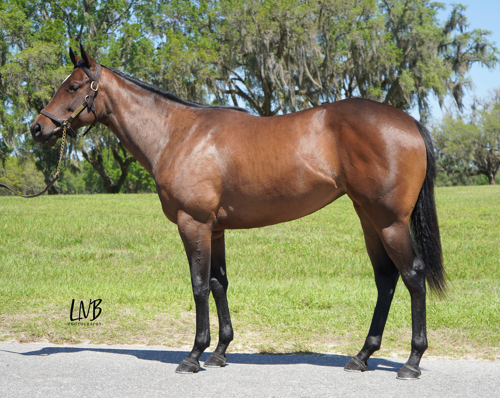 2022 Spring Sale Of Two-Year-Olds In Training